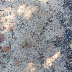 Gryllodes sigillatus