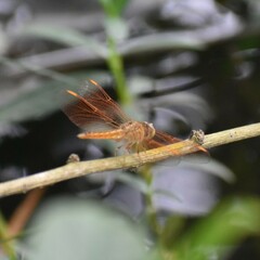 Brachythemis contaminata