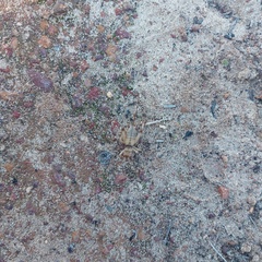 Gryllodes sigillatus