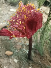 Haemanthus coccineus
