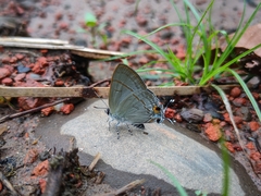 Hypolycaena erylus