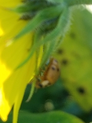 Epilachna varivestis