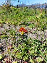 Gladiolus alatus