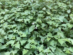 Persicaria biconvexa