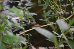 Brachythemis contaminata