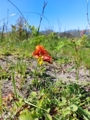 Gladiolus alatus