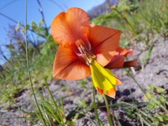 Gladiolus alatus