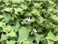 Persicaria biconvexa