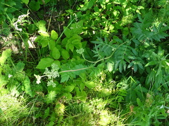 Filipendula stepposa