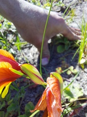 Gladiolus alatus