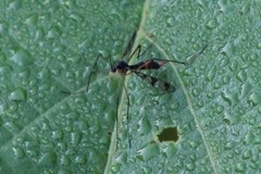 Ptychoptera quadrifasciata