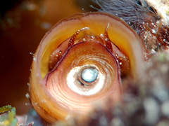 Petaloconchus keenae