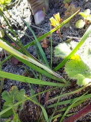 Gladiolus alatus