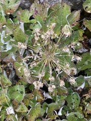 Laserpitium latifolium
