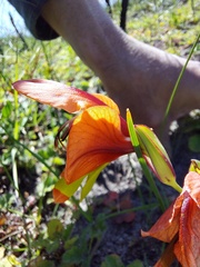 Gladiolus alatus