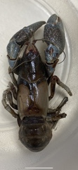 Faxonius virilis