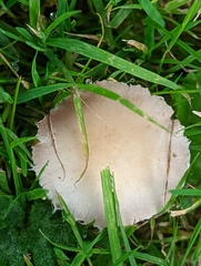 Candolleomyces candolleanus