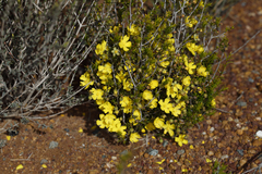 Hibbertia