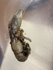 Faxonius virilis