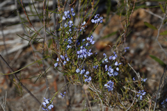 Comesperma volubile