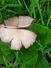 Candolleomyces candolleanus