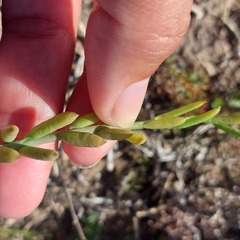 Thesium frisea frisea