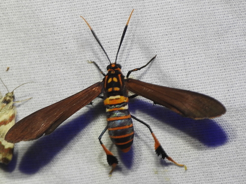 Texas Wasp Moth photo 3