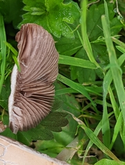 Candolleomyces candolleanus
