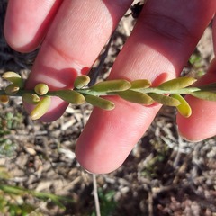 Thesium frisea frisea