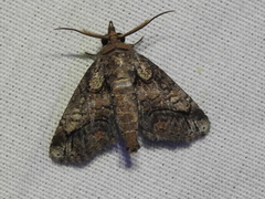 Paectes abrostoloides