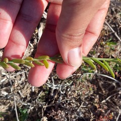 Thesium frisea frisea