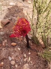 Haemanthus coccineus