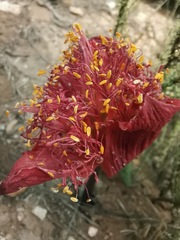 Haemanthus coccineus
