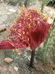 Haemanthus coccineus