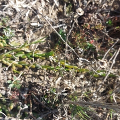 Thesium frisea frisea