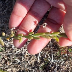 Thesium frisea frisea