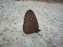 Euploea