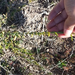 Thesium frisea frisea
