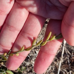 Thesium frisea frisea