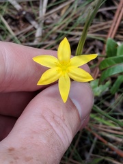 Hypoxis juncea