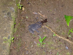 Incilius melanochlorus