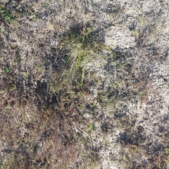 Thesium frisea frisea