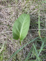 Rumex acetosa