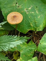 Conocybe tenera