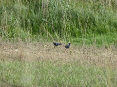 Porphyrio porphyrio