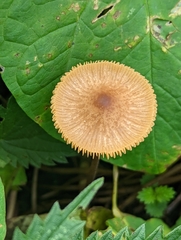 Conocybe tenera