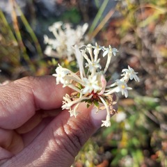 Gnidia pinifolia