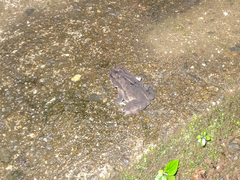 Incilius melanochlorus