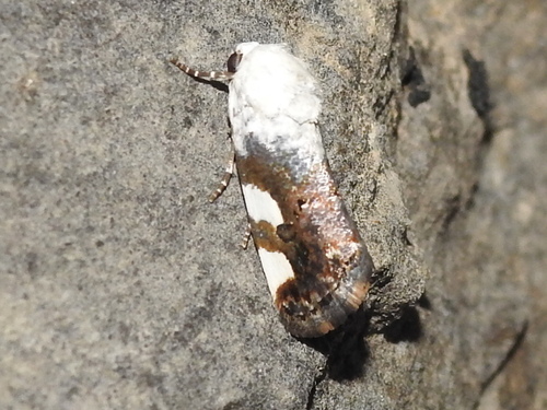 Tarache quadriplaga