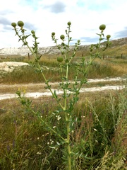 Cirsium serrulatum